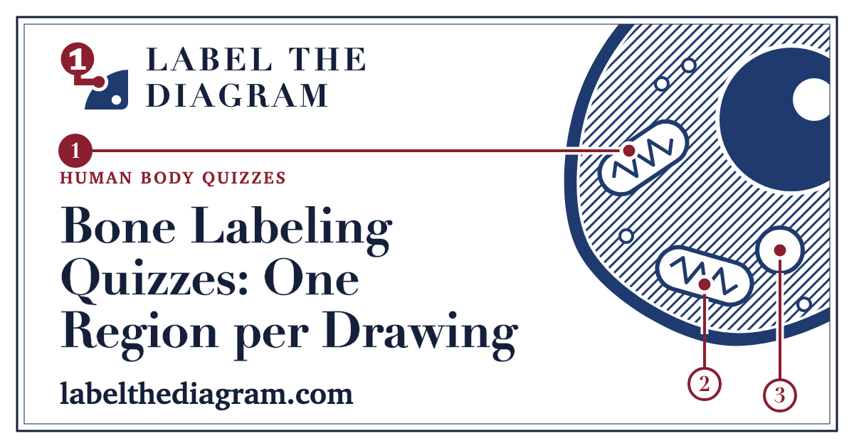 Bone Labeling Quizzes – Skull, Spine, Arm, Leg, Long Bone