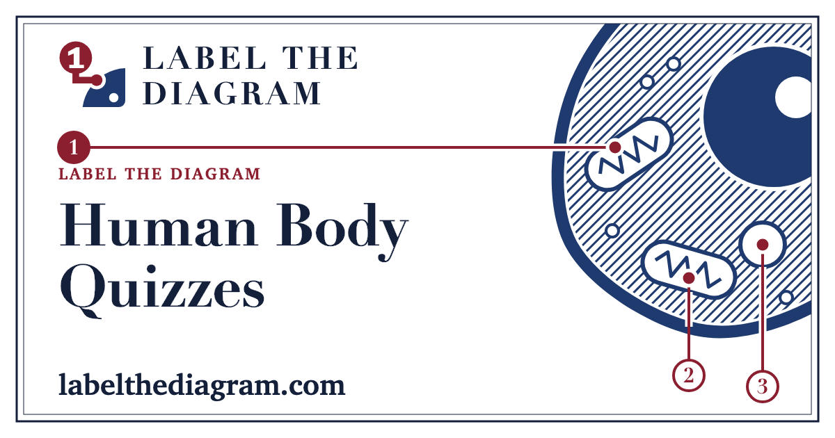 Human Body Quizzes – 296 Free Tools