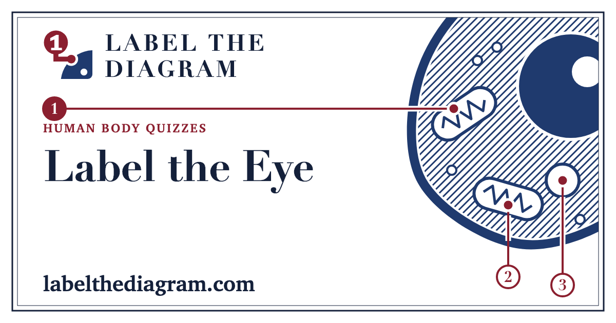 Label the Eye – 25-Part Eye Diagram Quiz, Blank or Labeled