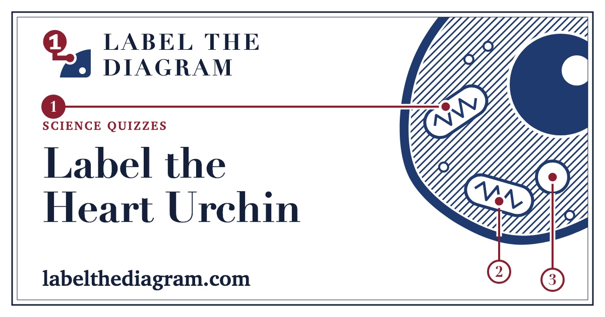 Label the Heart Urchin – Worksheet With a Key