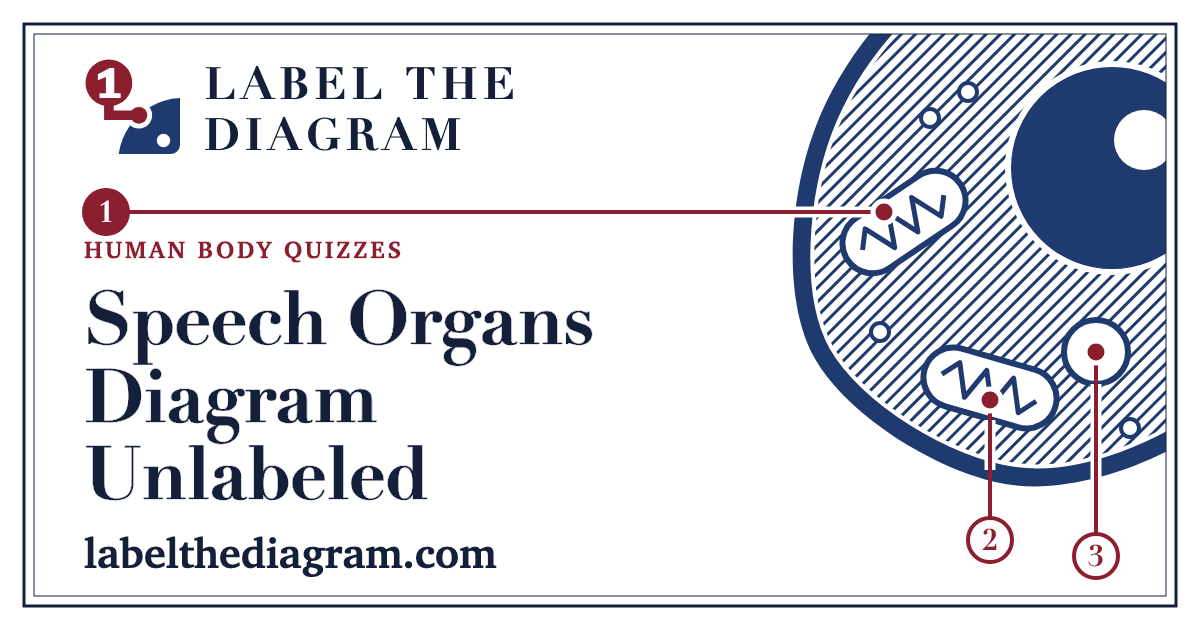 Speech Organs Diagram Unlabeled – Printable Vocal Tract